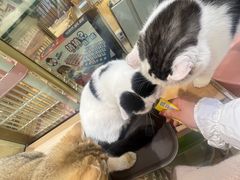 -藏猫猫咖啡主题馆(中央大道店)