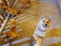 -柴犬高等学院·狗咖·柴犬售卖·宠物训练