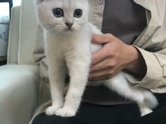 -lincat·猫舍(广州店)