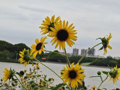 -顺峰山公园