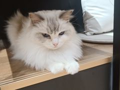 -瞄一喵猫咖(格力海岸店)