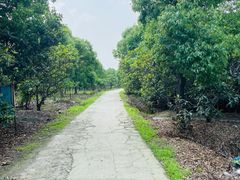 -塘栖枇杷特色园区