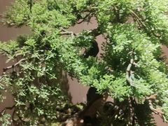 -杏花堂晋商私房菜(华熙五棵松店)