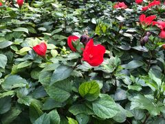 -南宫五洲植物乐园