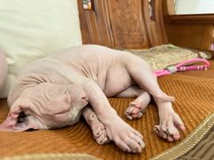 -拜鲁耶动物诊疗中心·宠家动物医院