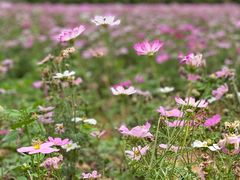 -天适樱花悠乐园