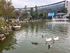 -金陵中学(河西分校)