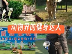 -宠物寄养训练学校