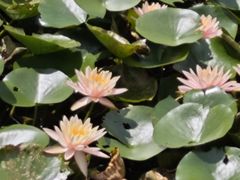 -花溪公园