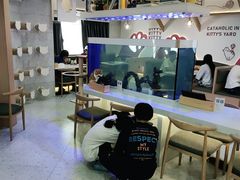 -喵园·猫主题咖啡厅·撸猫·猫咖(国贸店)