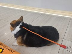 -申普宠物医院·眼科·心内科·影像科(普陀分院)