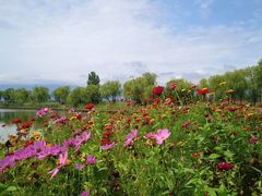 -野鸭湖国家湿地公园