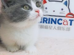 -十年猫舍·猫咪专门店(普陀店)