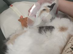 -瑞派·关忠动物医院·猫专科·犬专科(三环新城店)