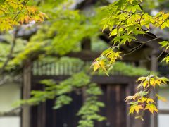 -西芳寺(苔寺)