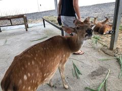 -鹿境梅花鹿生态园区