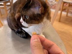 -Let's go狗咖·猫咖·奶狗·桌游(春熙路IFS店)