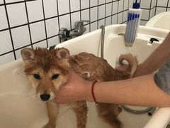 -BABYDOG宝贝狗宠物乐园(欧洲城店)