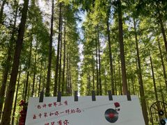 -黄海国家森林公园