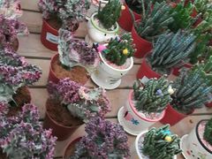 -荷兰花海