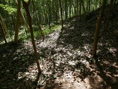 -上海佘山国家森林公园天马山园