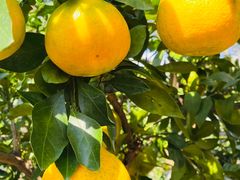 -前小桔亲子创意农场·草莓采摘·露营烧烤