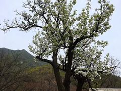 -妙峰山风景名胜区
