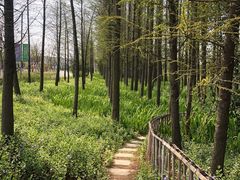 -上海长兴岛郊野公园