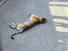 -大连森林动物园