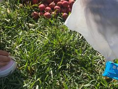 -意大利农场度假村