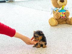 -萌宠之家·腊肠犬·马尔泰·小体犬舍