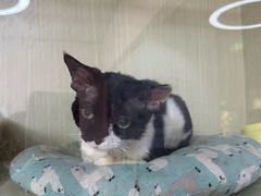 -上海大自然野生昆虫馆(东方明珠·爬宠昆虫探索中心)
