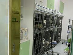 -汪喵宠物医院·骨科心脏影像·犬猫急重症ICU诊疗中心(成华分院)