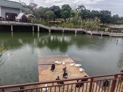 -王借岗森林公园