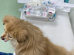 -北京观赏动物医院·24小时大型综合·猫专科·异宠专科