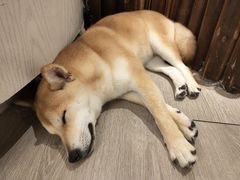 -浣熊柯尔鸭土拨鼠·电玩咖