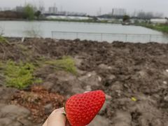 -喜杨洋草莓采摘园