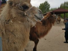 -库伦旗银沙湾旅游景区