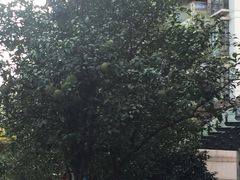 -新湖明珠城
