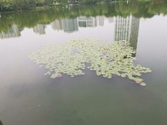-后襄河公园