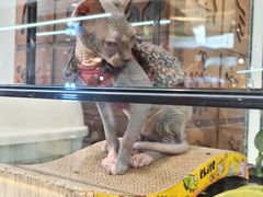 -凯德广场(学府店)