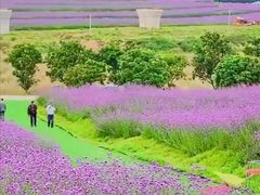 -光明小镇欢乐田园