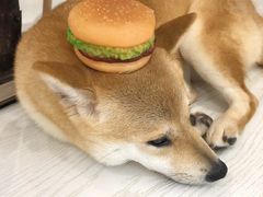 -浣熊柯尔鸭土拨鼠·电玩咖
