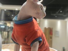 -藏猫猫咖啡主题馆(中央大道店)