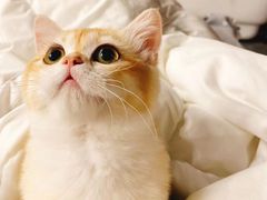 -萌宠之家·腊肠犬·马尔泰·小体犬舍