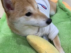 -逗柴咖啡屋·狗咖猫咖宠物桌游