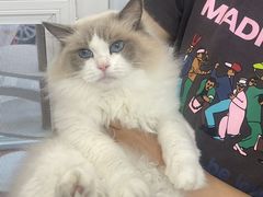 -青奢宠物·青奢猫舍