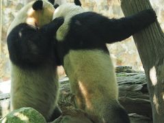 -都江堰中华大熊猫苑