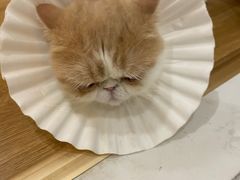 -滚猫咖啡·猫咖·猫友好撸猫(未来城店)