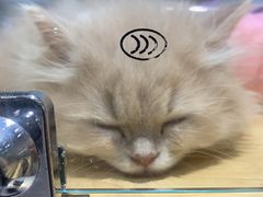 -momokira米努特·德文卷毛猫·棉花面纱犬